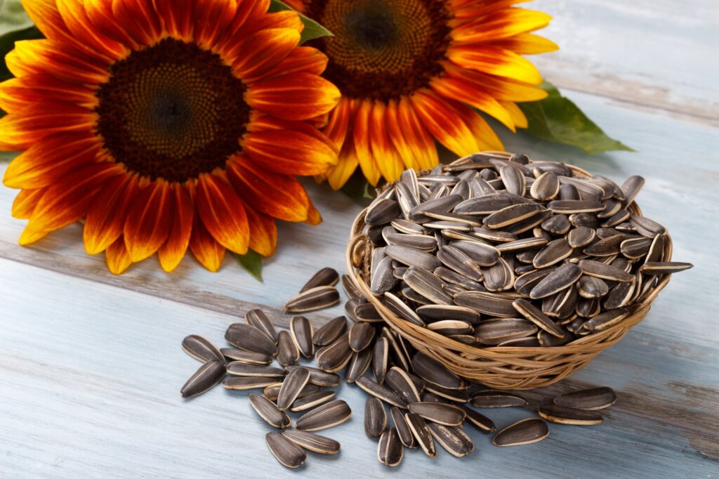 Roasted sunflower seeds and sunflower