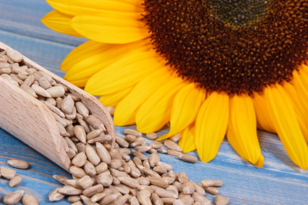 Sunflower seeds, spoon, and flower